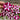 Burgundy Star Easy Wave Petunia - Flowers