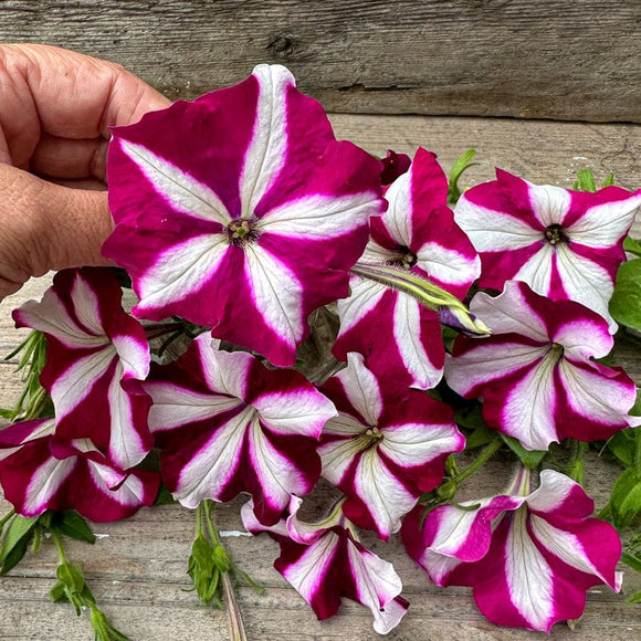 Burgundy Star Easy Wave Petunia Pinetree Garden Seeds