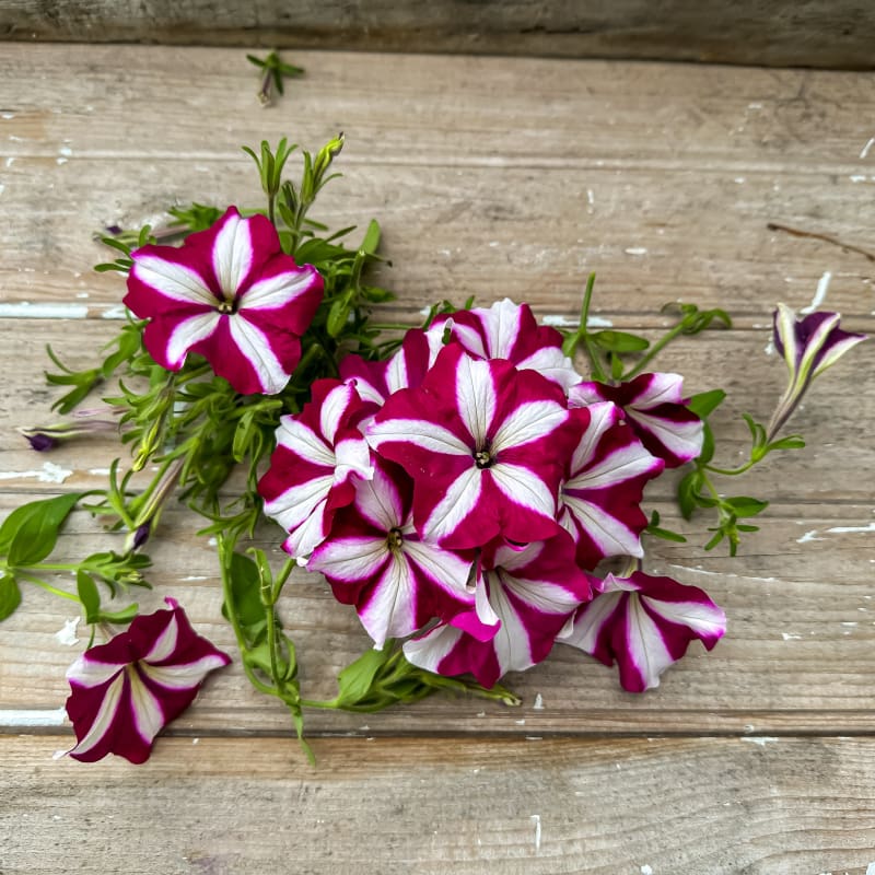 Burgundy Star Easy Wave Petunia Pinetree Garden Seeds