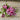 Burgundy Star Easy Wave Petunia - Flowers