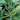 Calabrese Broccoli (Heirloom 55 Days) Vegetables
