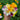 California Mix Poppy - Flowers