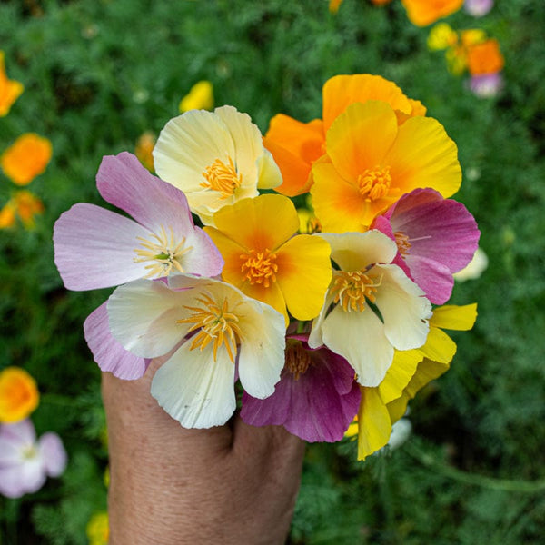 poppy flower seed mix California Mix Poppy