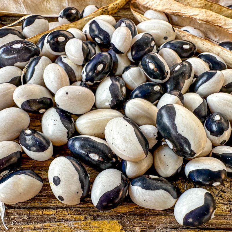 Calypso Bush Dried Bean (70-90 Days) – Pinetree Garden Seeds