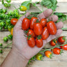 Candy Bell Tomato (F1 Hybrid 65 Days) - Vegetables