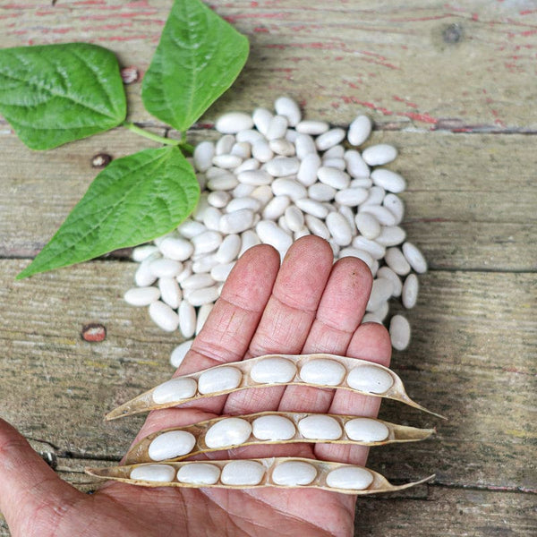 drying bean seeds for planting Cannellini Pole Dried Bean (Organic, 85 Days)