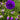 Canterbury Bells - Flowers