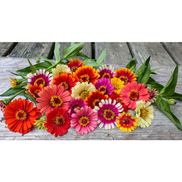 Carousel Mix Zinnia - Flowers