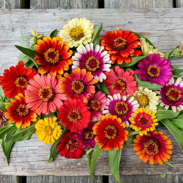 zinnia flower seed mix Carousel Mix Zinnia