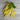 Carson Yellow Bush Bean (52 days) - Vegetables