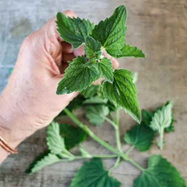 Catnip - Herbs