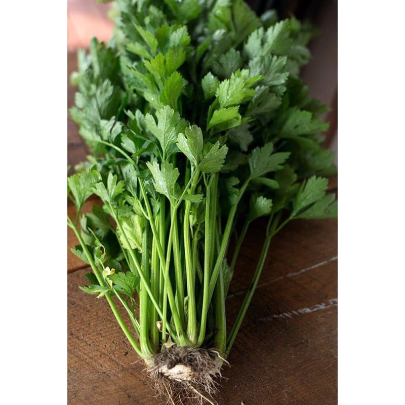 Celery Microgreens ( 1 Oz ) - Microgreens