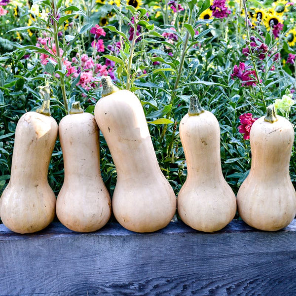 plant butternut seeds Ceres Butternut Winter Squash (F1 Hybrid 95 Days) – Pinetree Garden Seeds