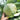 Charleston Wakefield Cabbage (Heirloom 70 Days) - Vegetables