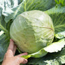 Charleston Wakefield Cabbage (Heirloom 70 Days) - Vegetables