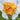 Charming Beauty Tulip - Fall