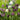Checker Lily Mix Fritillaria