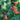 Close-up of orange trumpet-shaped chilean glory flowers with green leaves in the background.