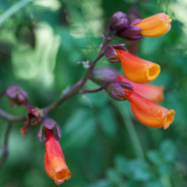 Chilean Glory Flower