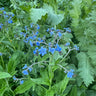Chinese Forget-Me-Not - Flowers
