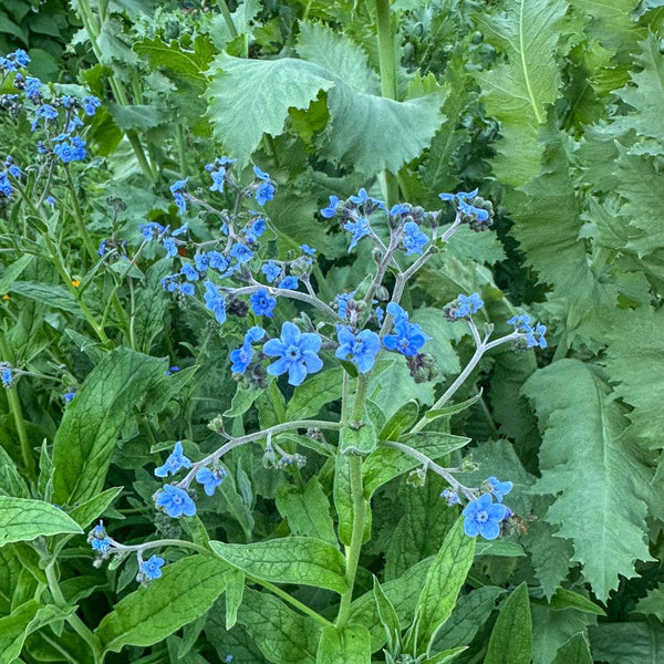 plant forget me not seeds Chinese Forget-Me-Not
