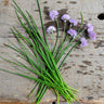 Chives - Herbs