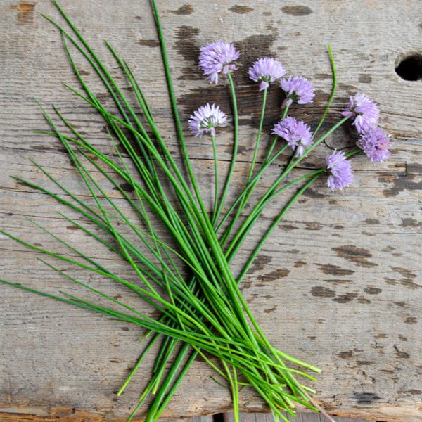 chives plant seeds Chives – 100 Seeds