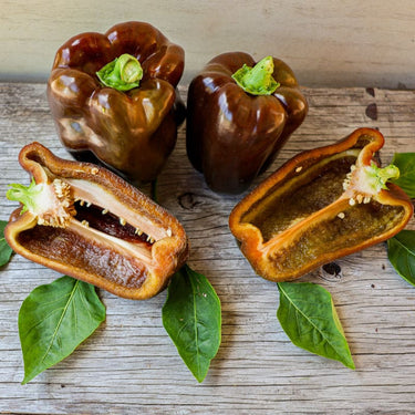 Chocolate Beauty Pepper (74 Days) - Vegetables