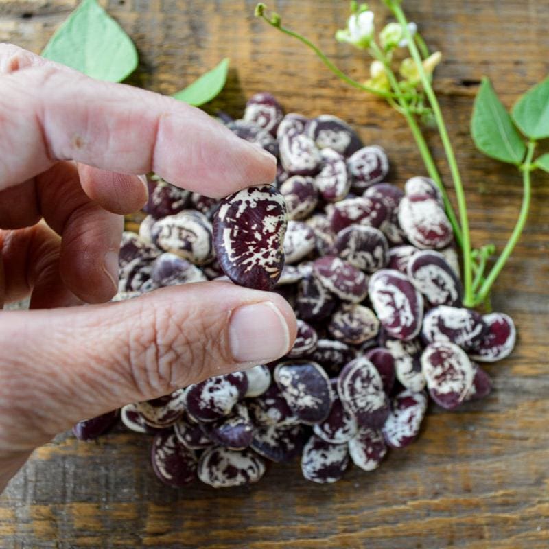 lima bean seeds to plant Christmas Lima Pole Bean (85-95 Days) – Pinetree Garden Seeds