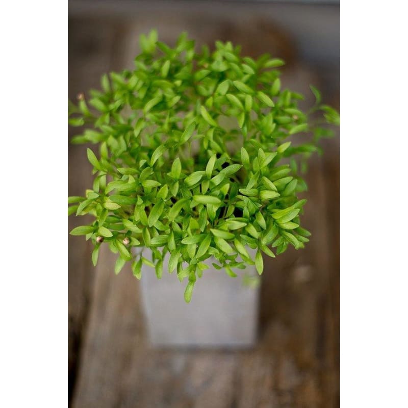 Cilantro Microgreens (1 Oz ) - Herbs