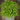 Cilantro Microgreens (1 oz) - Vegetables