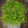 Cilantro Microgreens (1 oz) - Vegetables