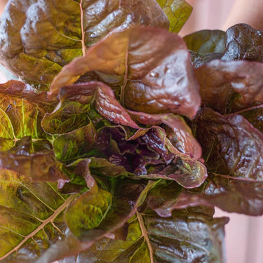 Cimmaron Lettuce (Heirloom 58 Days) - Vegetables
