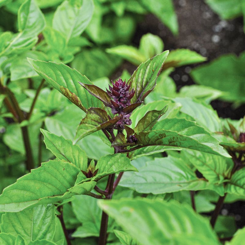 cinnamon basil plants Cinnamon/ Mexican Basil