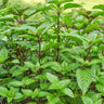 Cinnamon/ Mexican Basil - Herbs