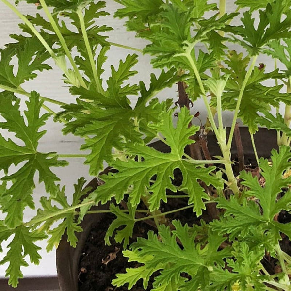 Citronella Essential Oil (5 ml) – Pinetree Garden Seeds