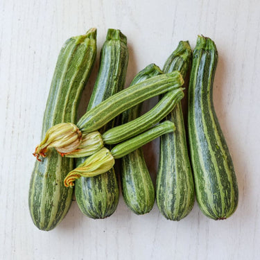 Cocozelle Summer Squash (Heirloom 58 Days) - Vegetables