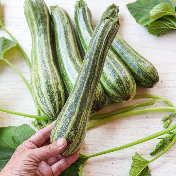 Cocozelle Summer Squash (Heirloom, 58 Days) – Pinetree Garden Seeds