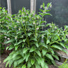 Comfrey - Herbs