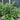 Comfrey - Herbs