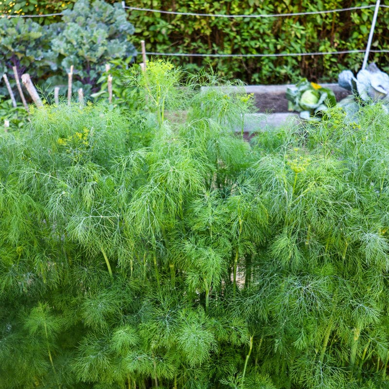 dill pot plant Compatto Dill – Pinetree Garden Seeds