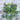 Compatto Dill - Herbs