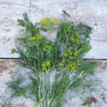 Compatto Dill - Herbs