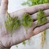 Confetti Cilantro - Herbs