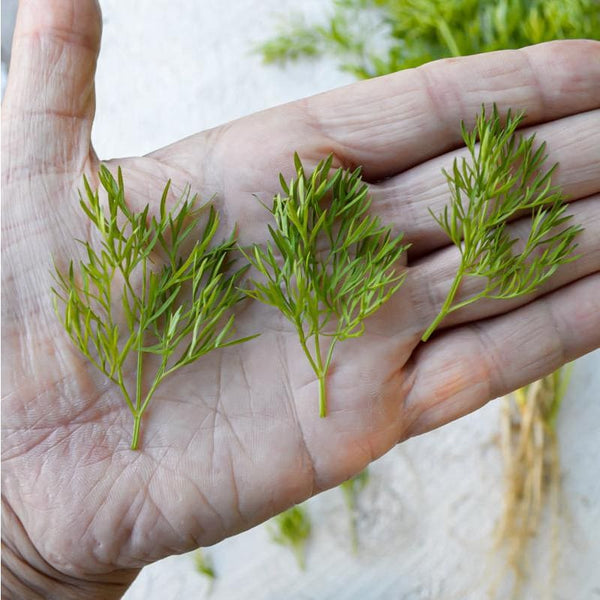 Confetti Cilantro – Pinetree Garden Seeds