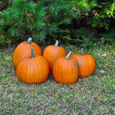 Connecticut Field Pumpkin (Heirloom 100 Days) - Vegetables