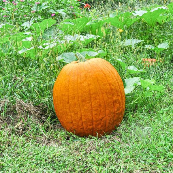 pumpkin seeds to plant near me Connecticut Field Pumpkin (Cucurbita pepo)