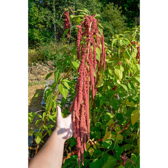 Amaranth – Pinetree Garden Seeds