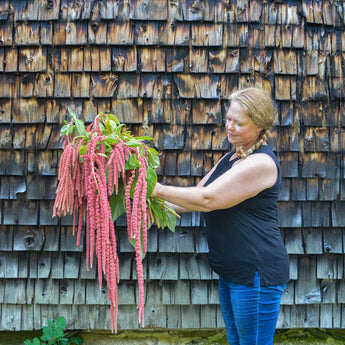 Amaranth – Pinetree Garden Seeds