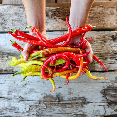 Corbaci Pepper (Heirloom 75 Days) - Vegetables